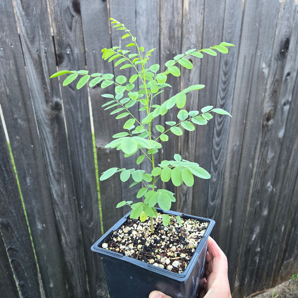 Myrospermum sousanum (Arroyo Sweetwood) Live Plant in 5" pot