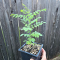Myrospermum sousanum (Arroyo Sweetwood) Live Plant in 5" pot