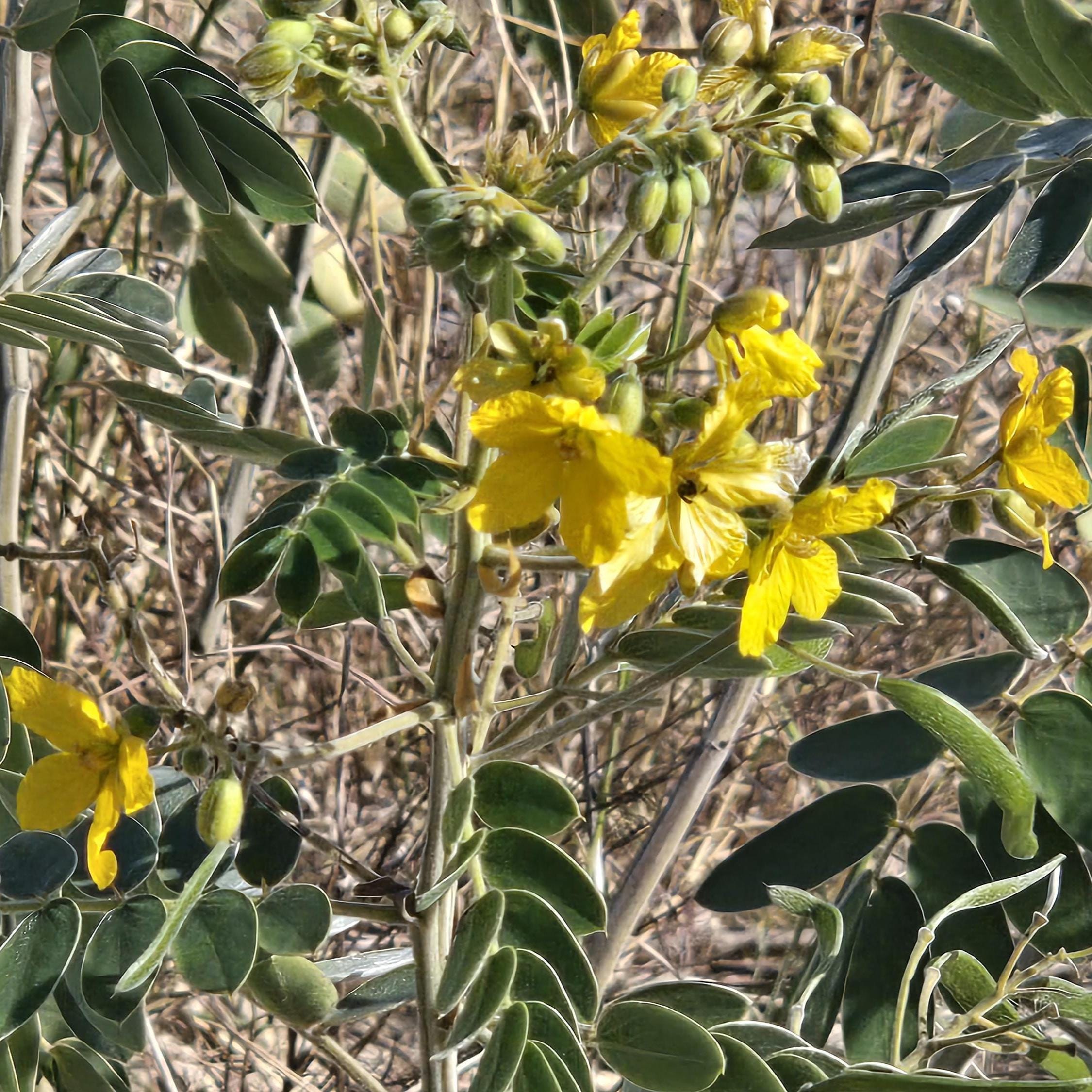 Senna lindheimeriana (Lindheimer's Senna) Live Plant in 3.5" pot