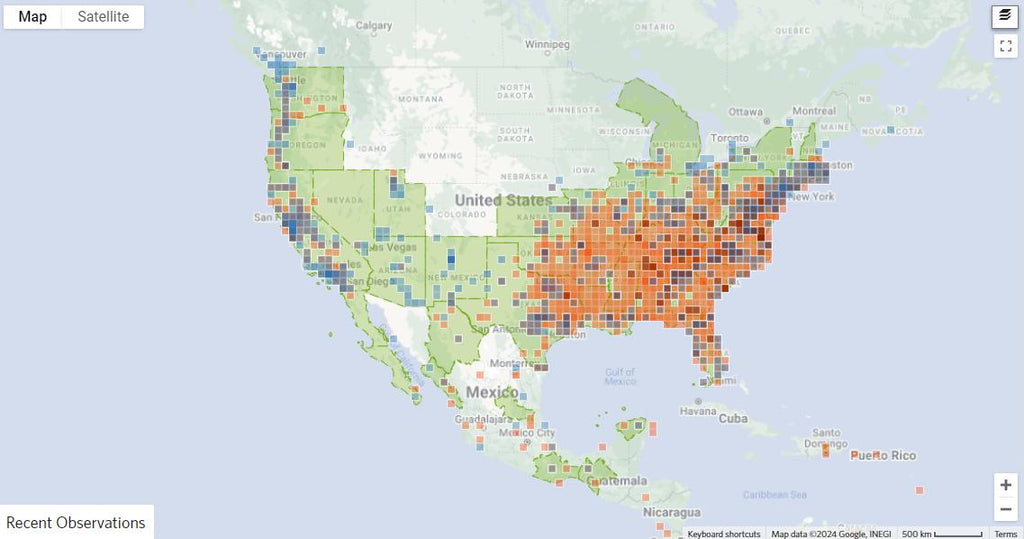 Albizia julibrissin (Persian Silk Tree) Ernest Wilson Variety - 10 Seeds