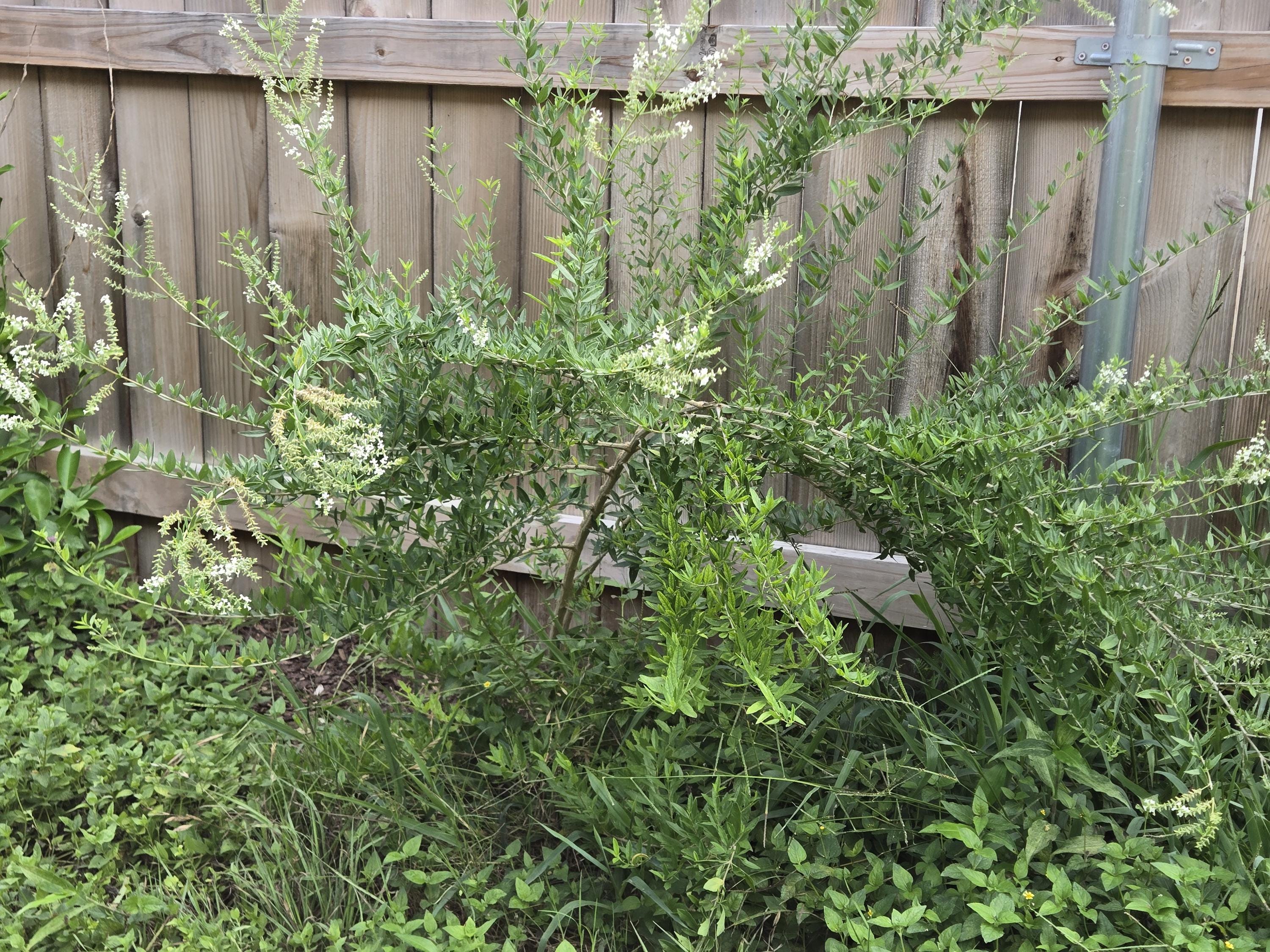 Aloysia gratissima (Whitebrush) Live Plant in 2 gallon pot