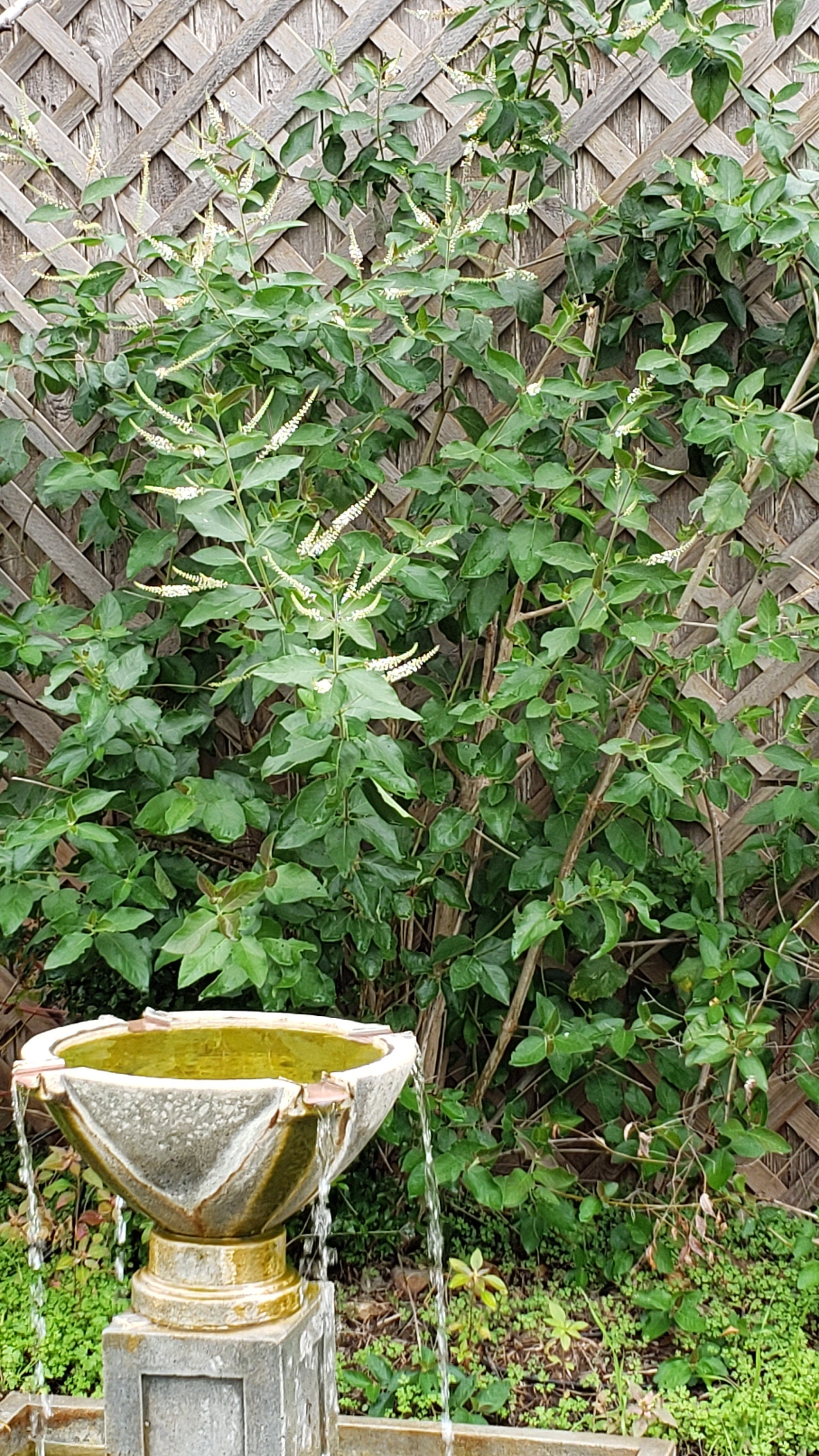 Aloysia virgata (Sweet Almond Bush) Live Plant in 1 gallon pot