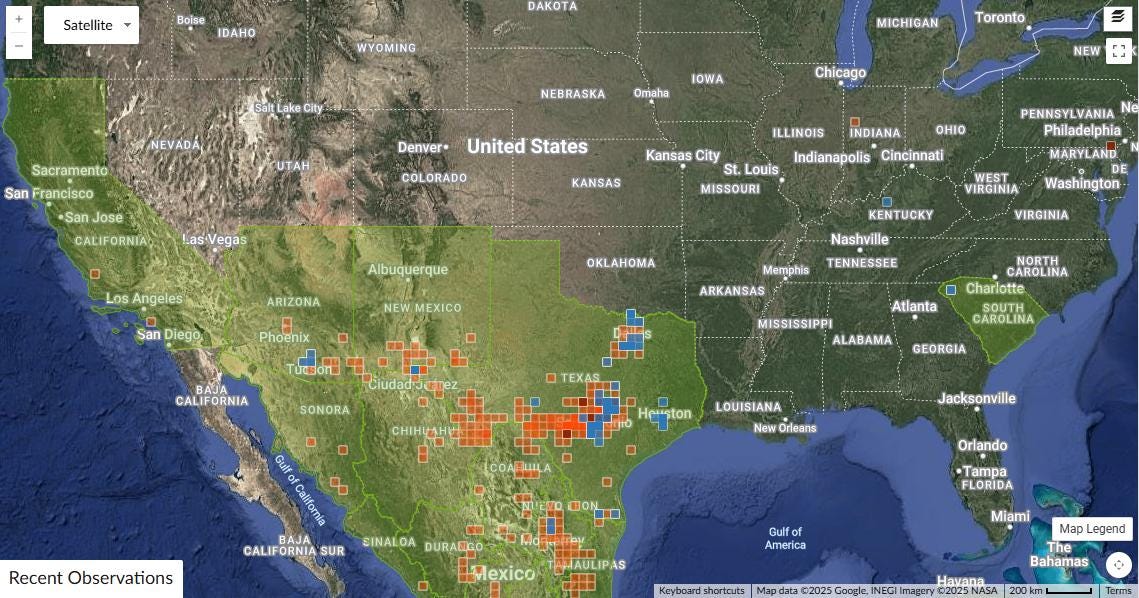 Senna lindheimeriana (Lindheimer's Senna) Live Plant in 5" pot