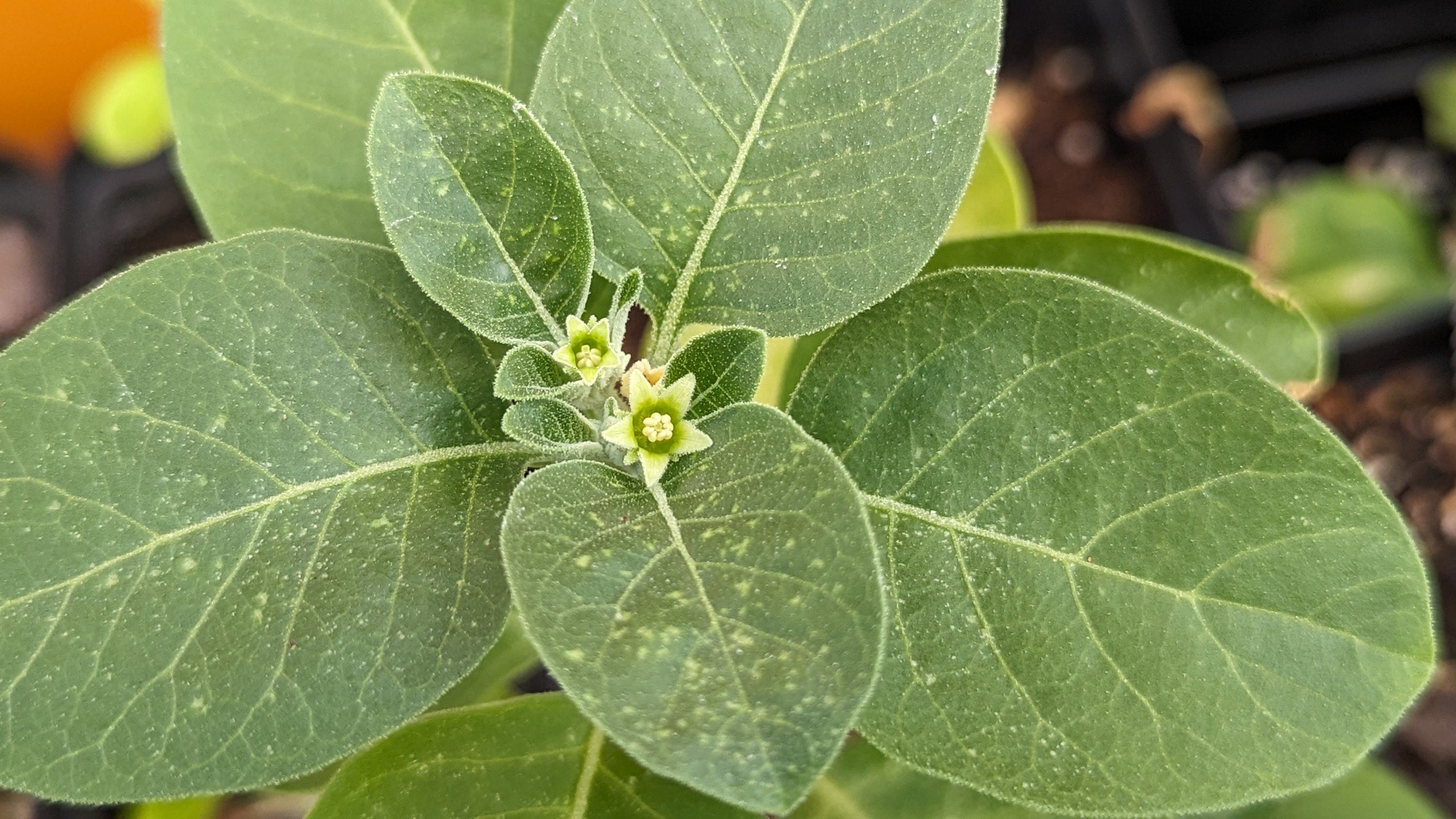 Withania somnifera (Ashwagandha) - 30 Seeds