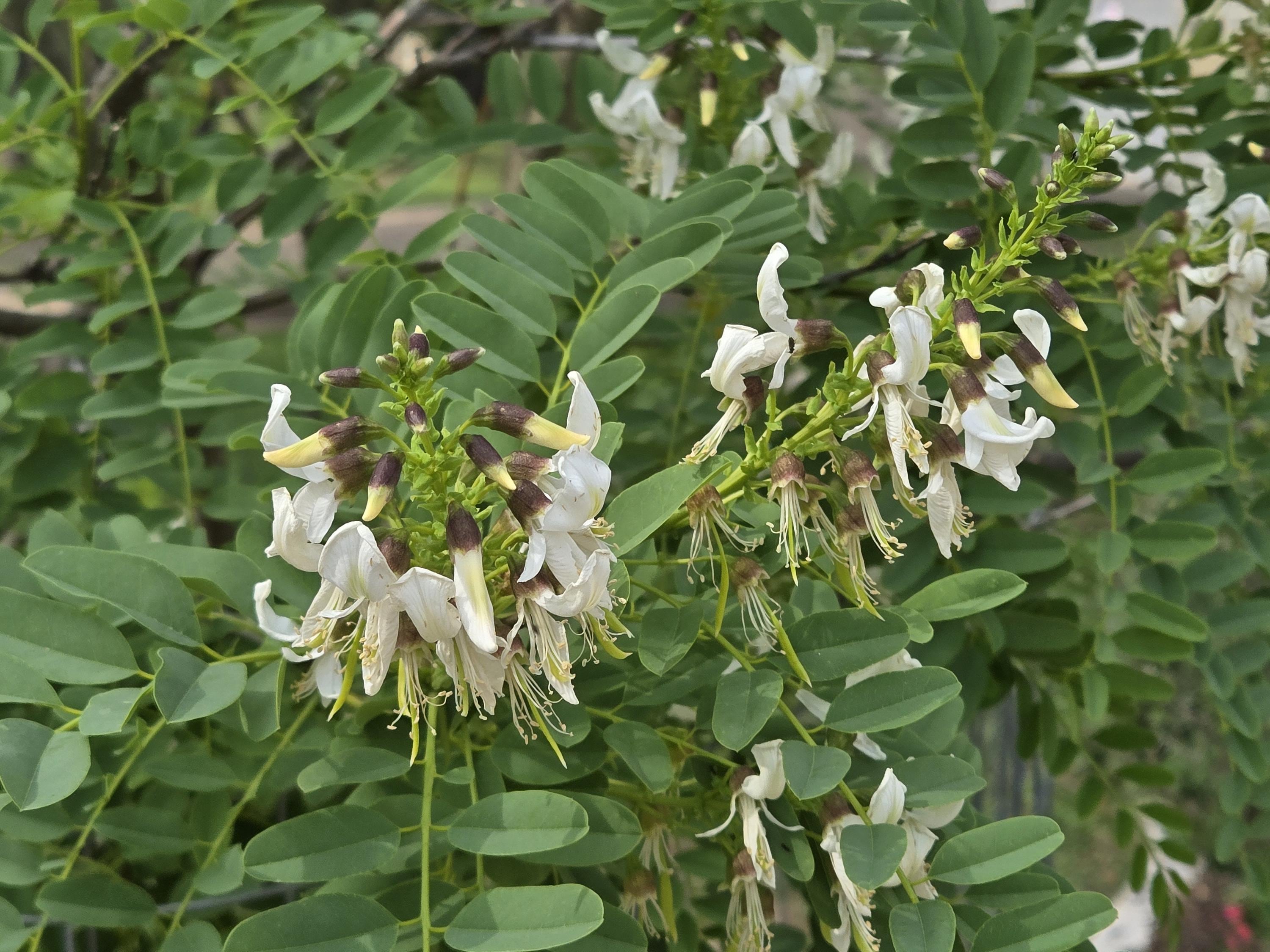 Myrospermum sousanum (Arroyo Sweetwood) Live Plant in 5" pot