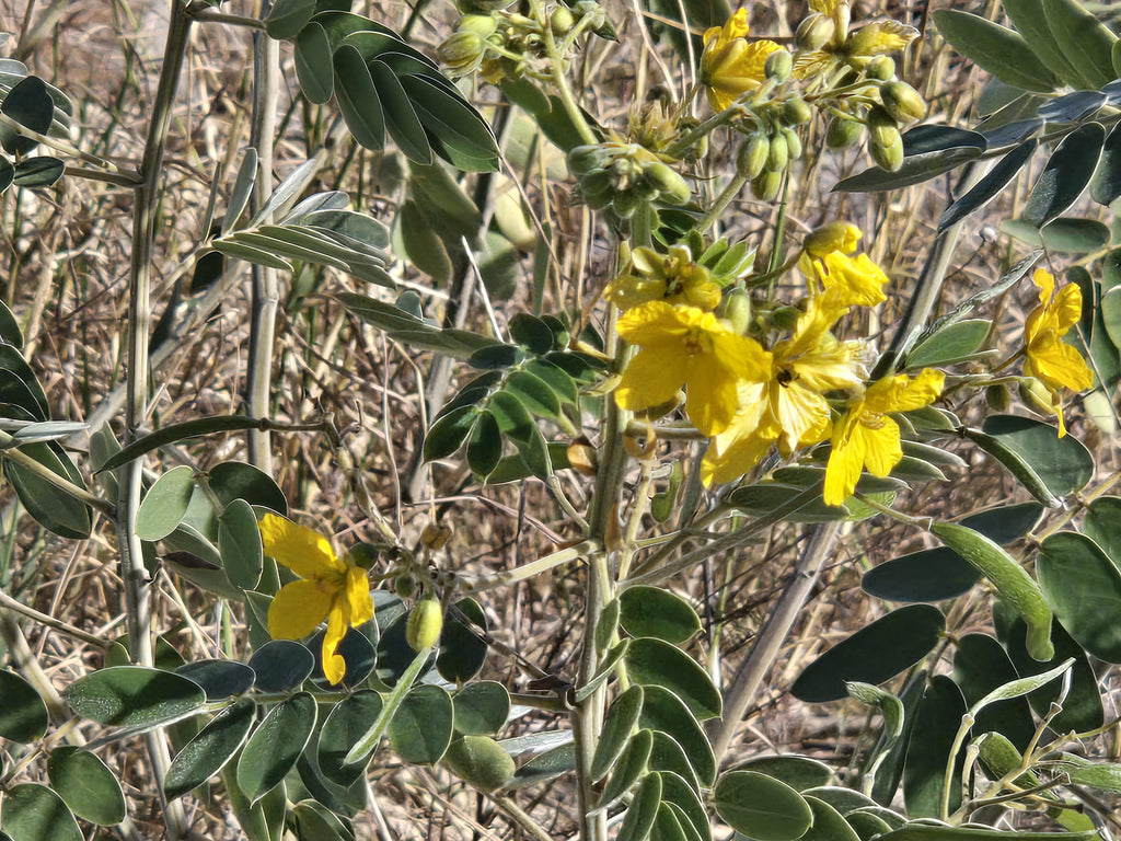 Senna lindheimeriana (Lindheimer's Senna) Live Plant in 2.5" pot