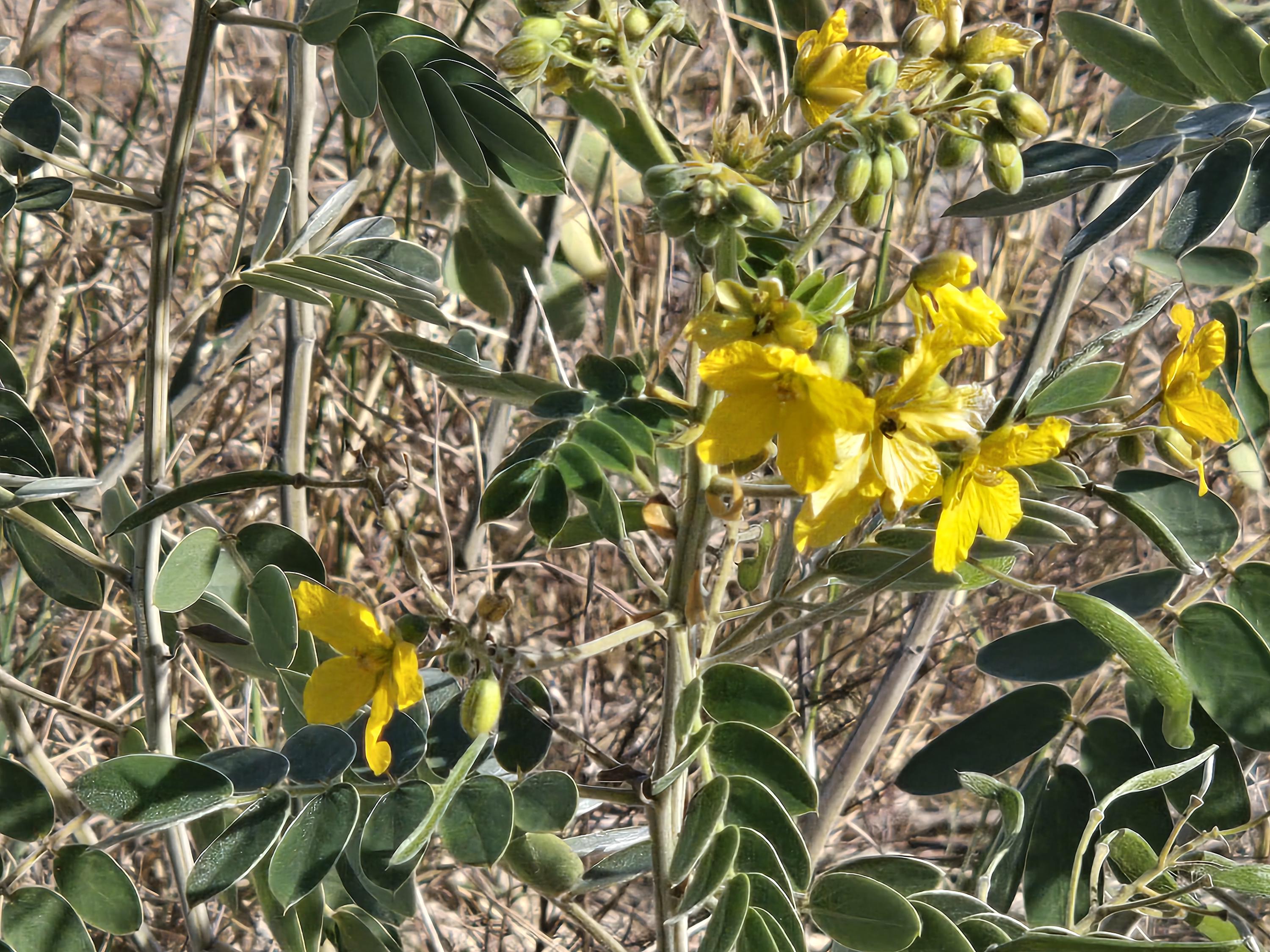 Senna lindheimeriana (Lindheimer's Senna) Live Plant in 2.5" pot