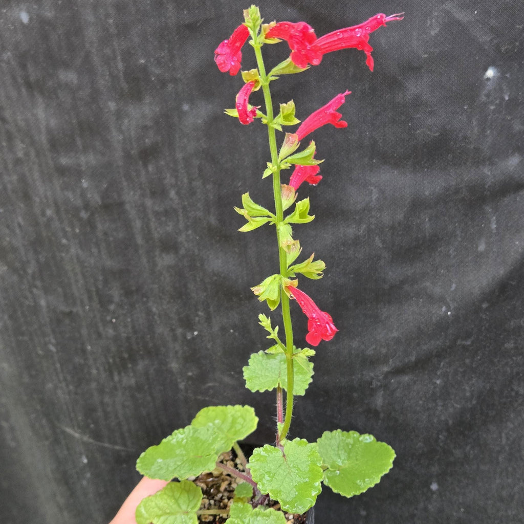 Salvia roemeriana (Cedar Sage) Live Plant in 2.5" pot