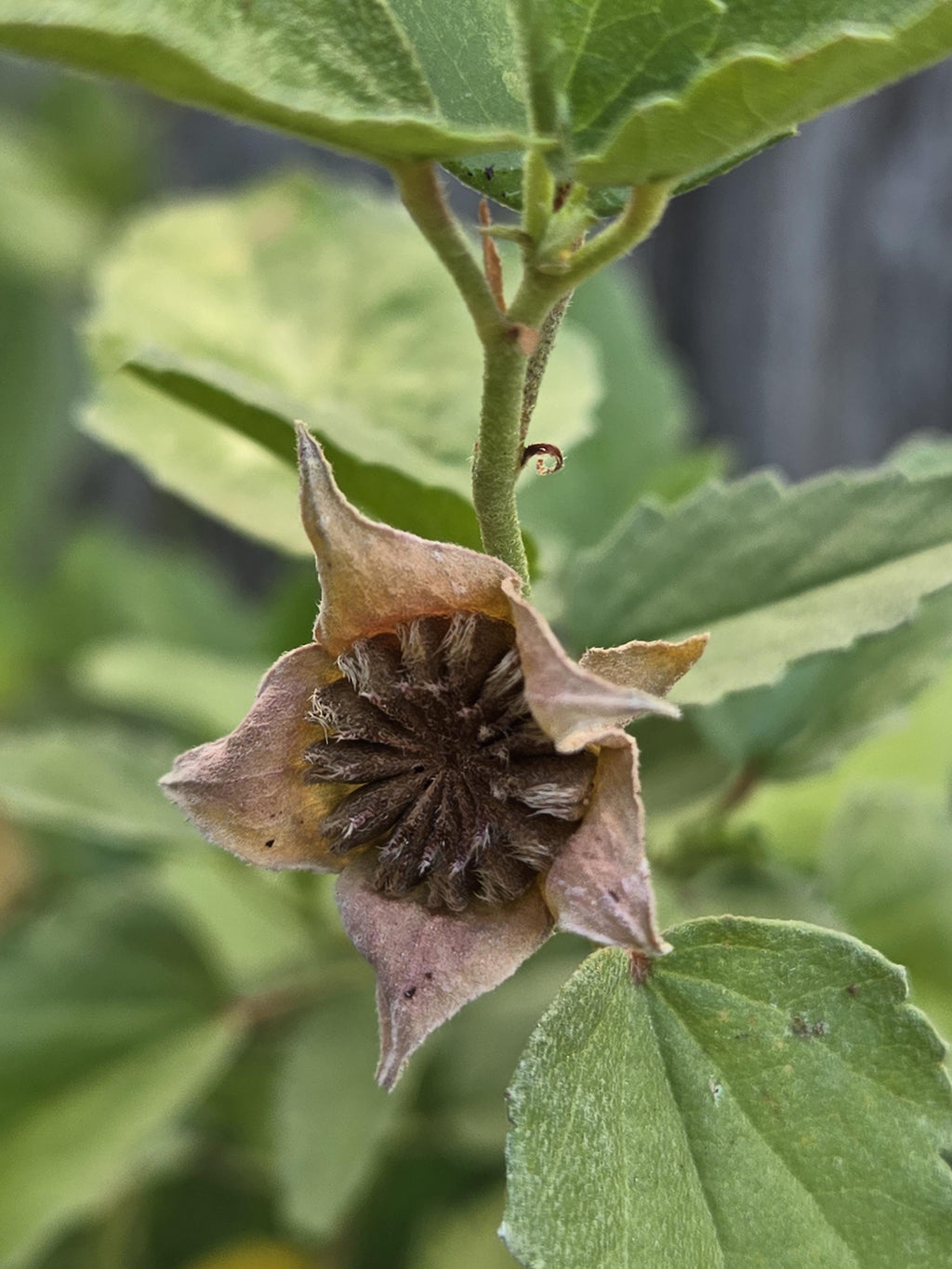 Malvastrum aurantiacum (Wright's False Mallow) Live Plant in 3.5" pot