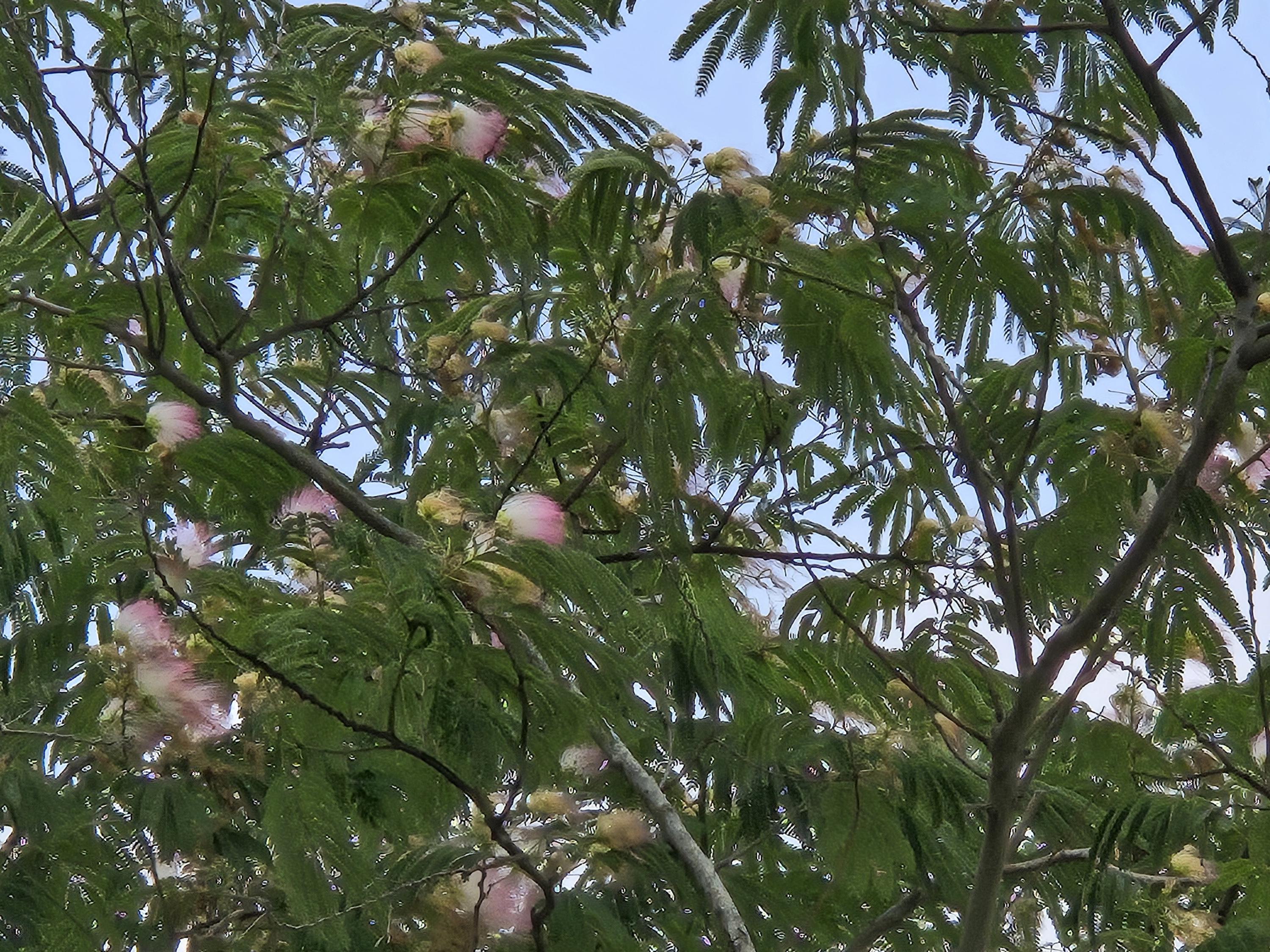 Albizia julibrissin (Persian Silk Tree) Ernest Wilson Variety - 10 Seeds