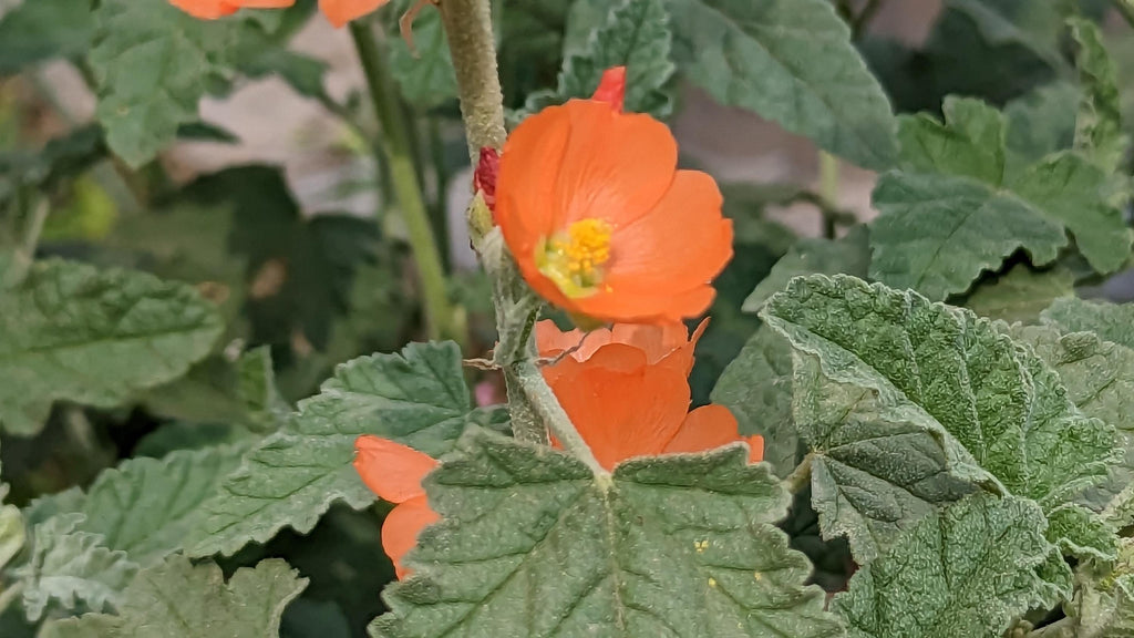 Sphaeralcea ambigua (Apricot Mallow) Live Plant in 5" pot