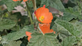 Sphaeralcea ambigua (Apricot Mallow) Live Plant in 5" pot