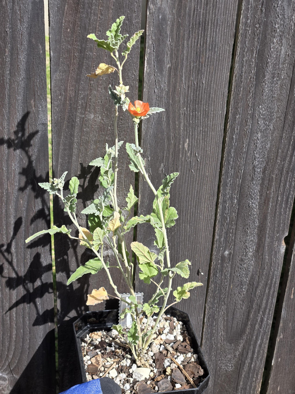 Sphaeralcea ambigua (Apricot Mallow) Live Plant in 5" pot