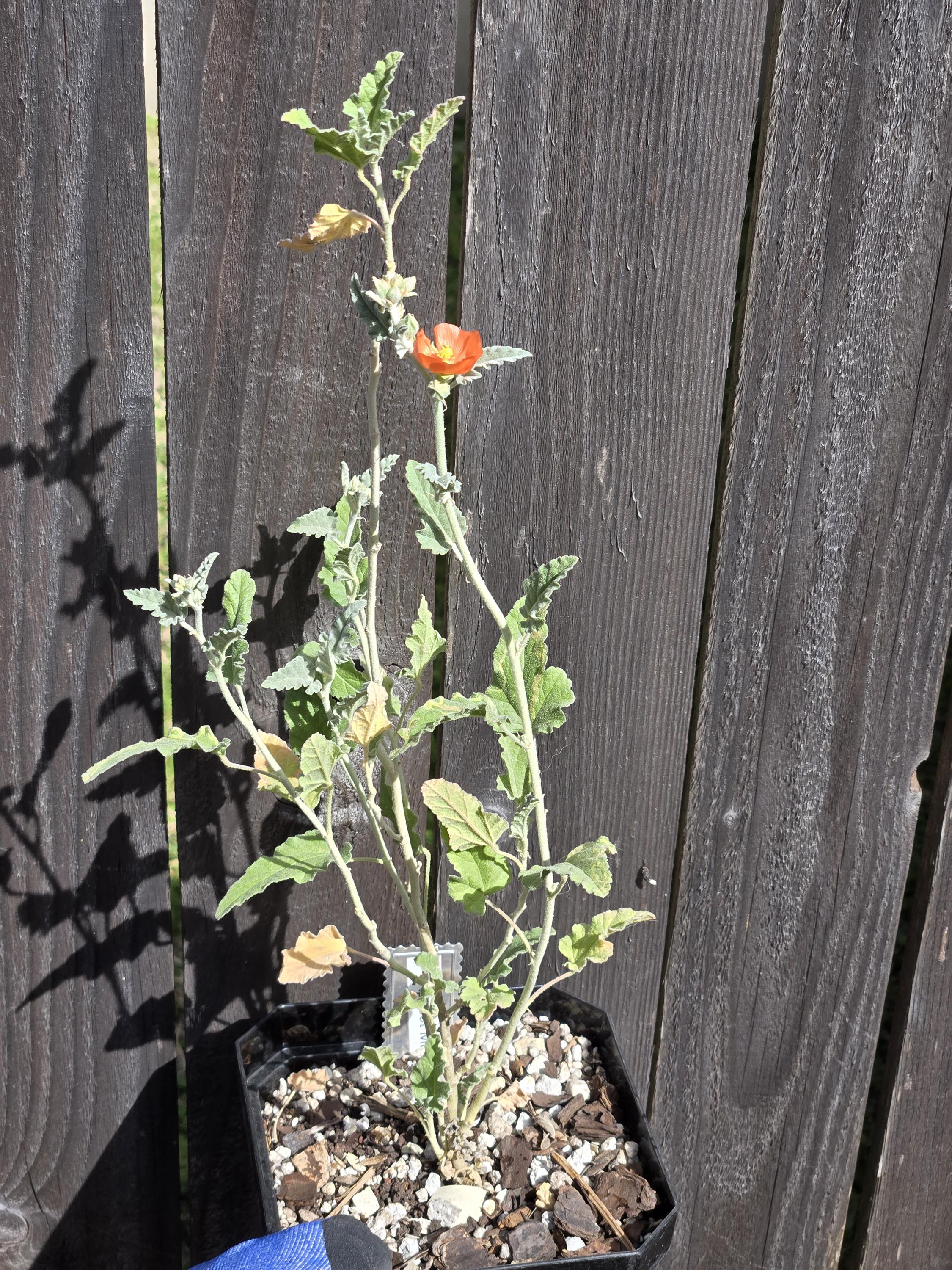 Sphaeralcea ambigua (Apricot Mallow) Live Plant in 5" pot