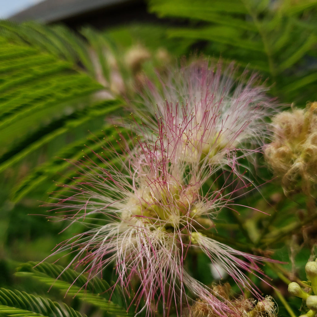 Albizia julibrissin (Persian Silk Tree) Ernest Wilson Variety - 10 Seeds