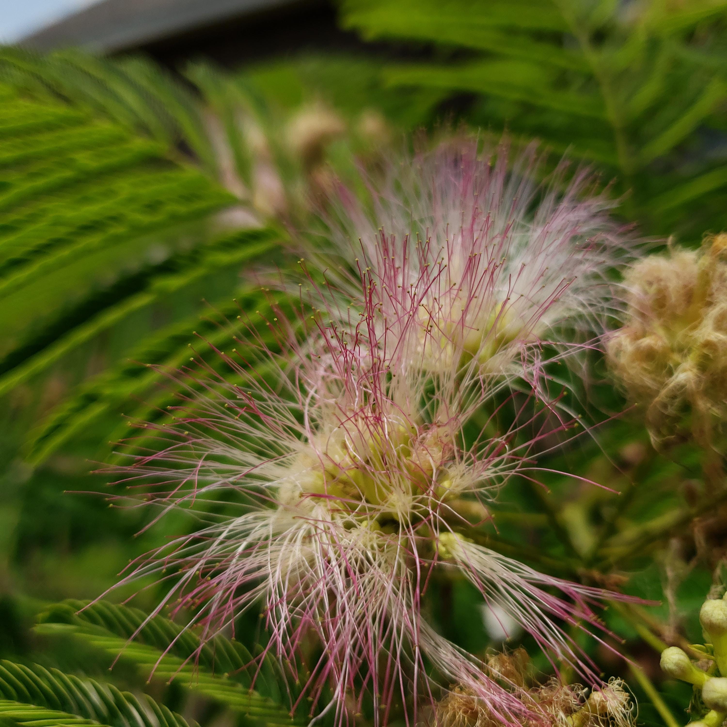Albizia julibrissin (Persian Silk Tree) Ernest Wilson Variety - 10 Seeds