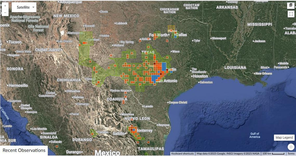 Allowissadula holosericea (Velvet-leaf Mallow) - 10 Seeds