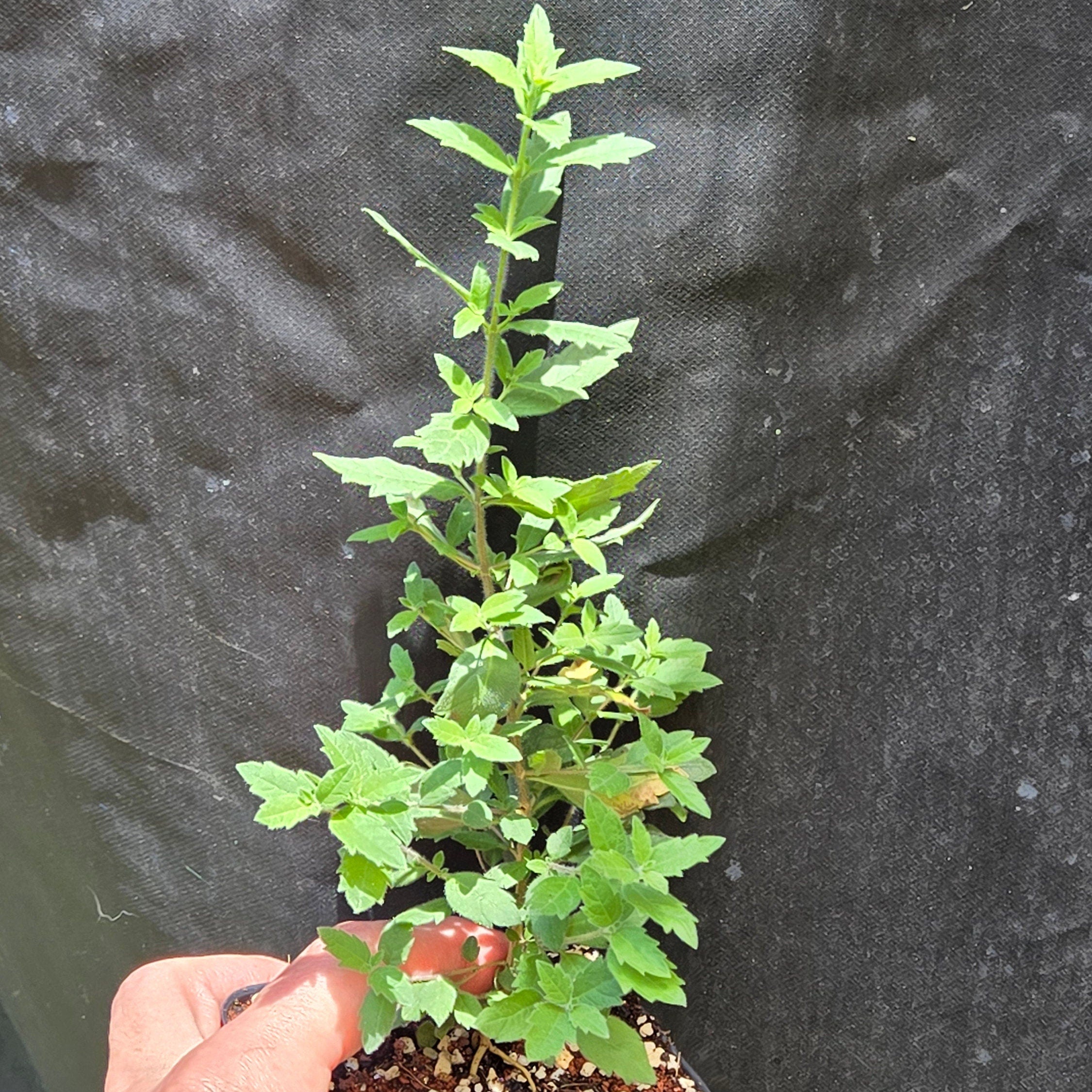 Aloysia gratissima (Whitebrush) Live Plant in 3.5" pot