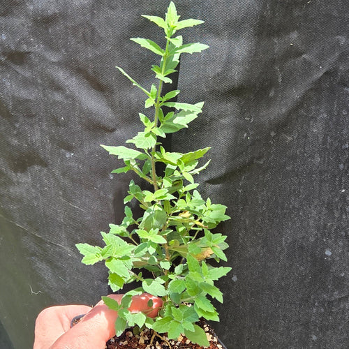 Aloysia gratissima (Whitebrush) Live Plant in 3.5" pot