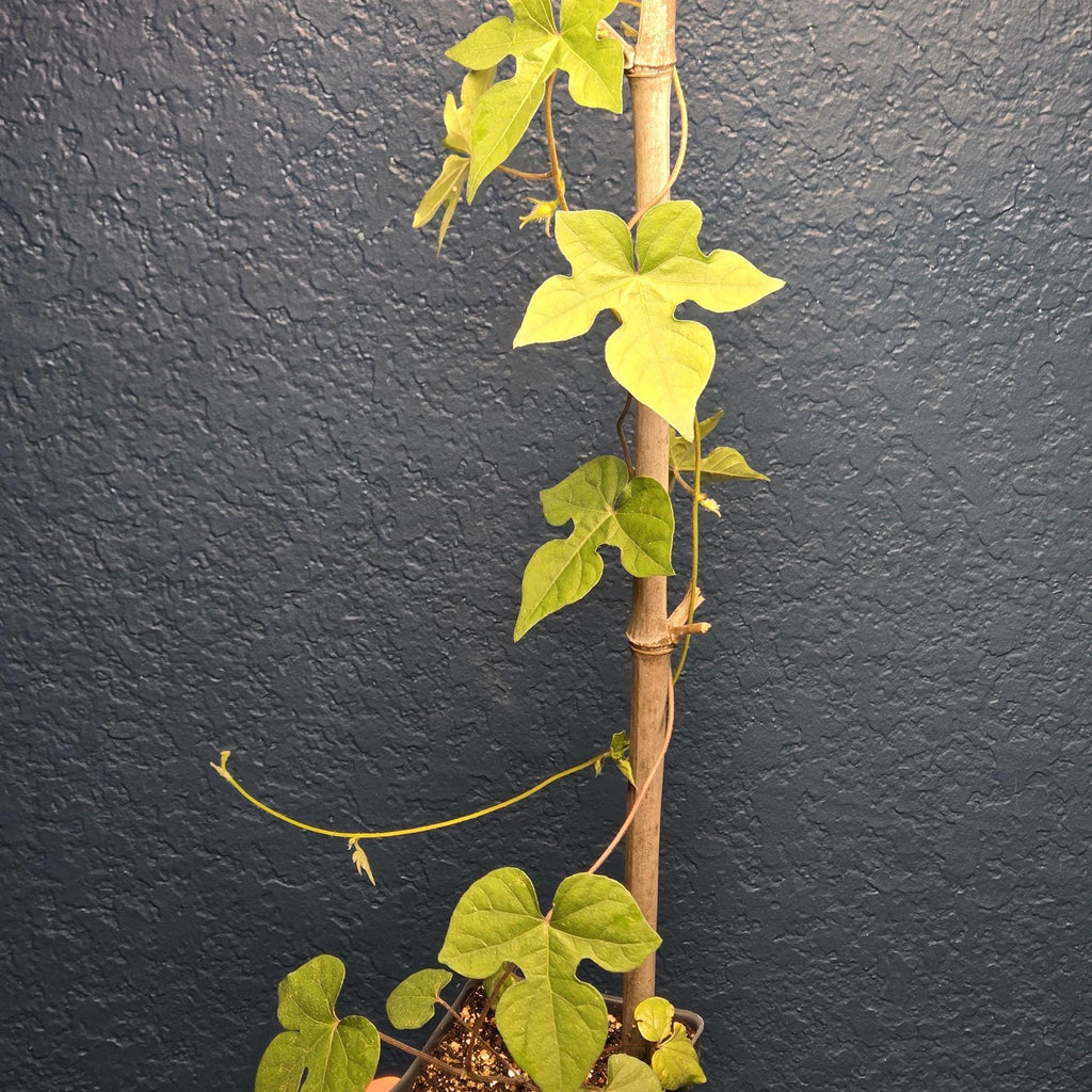 Ipomoea lindheimeri (Lindheimer's Morning Glory) Live Plant in 3.5" pot