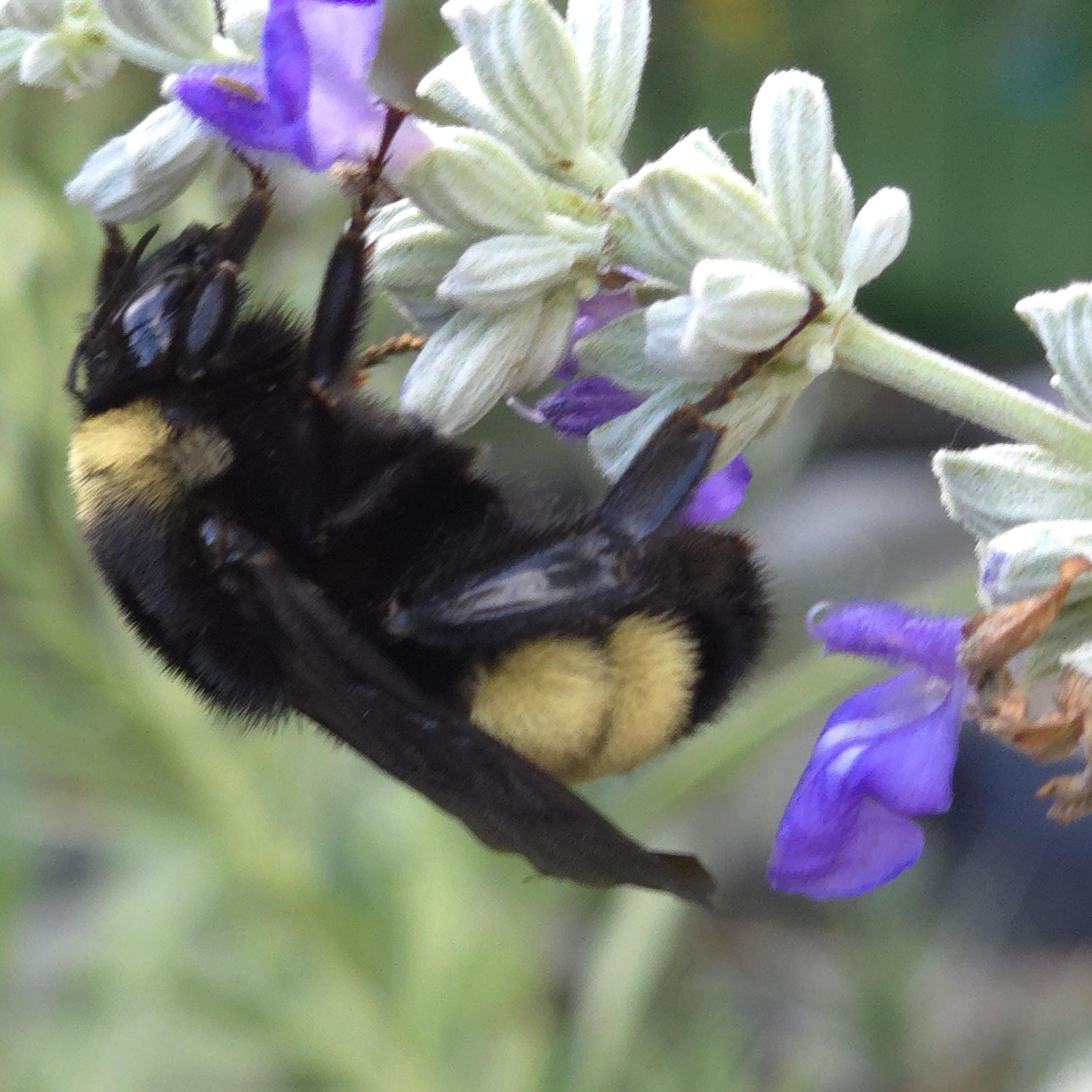 Salvia farinacea (Mealy Blue Sage) Live Plant in 3.5" pot