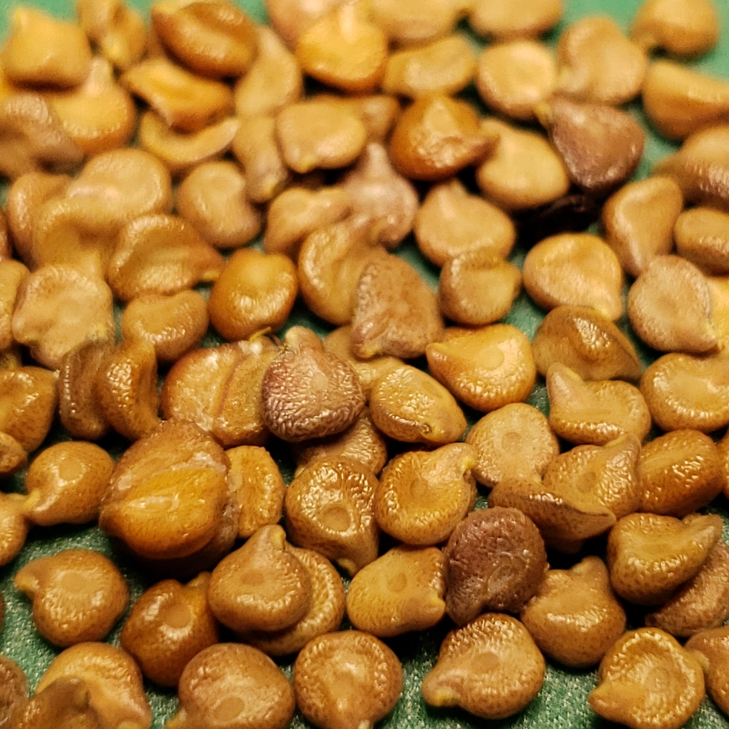 Senna roemeriana (Two-leaved Senna) - 10 Seeds