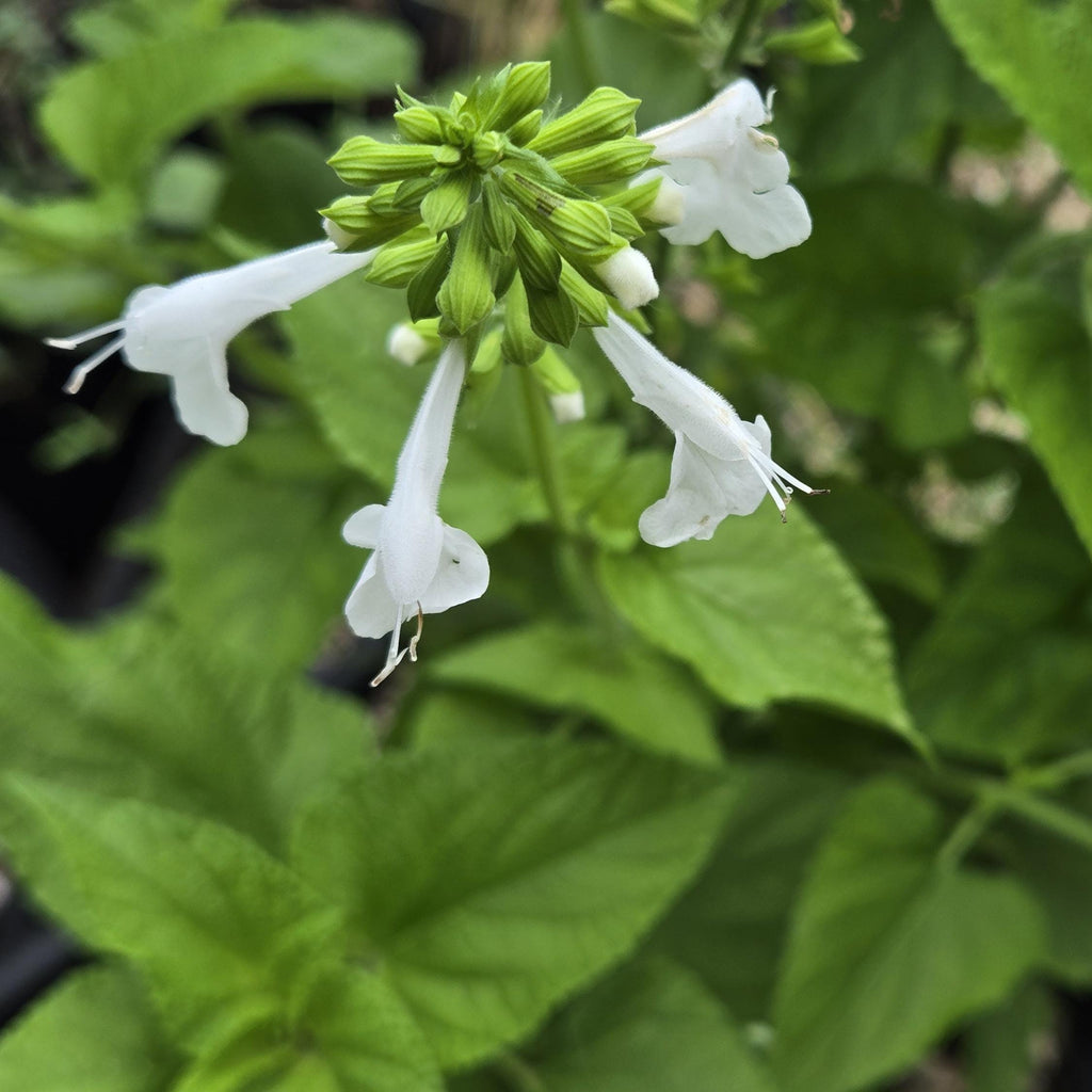 Salvia coccinea (Tropical Sage) White - 20 Seeds