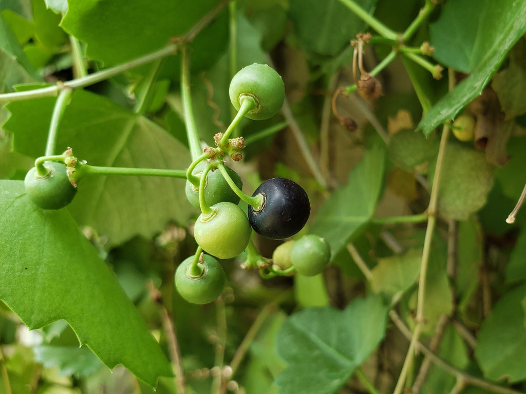 Cissus trifoliata (Sorrelvine) - 30 Seeds