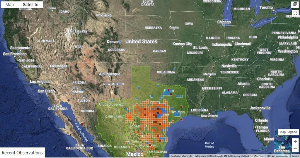 Diospyros texana (Texas Persimmon) Live Plant in half qt pot