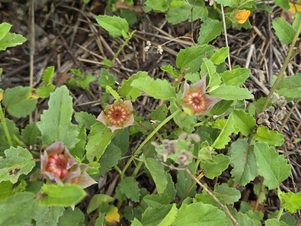 Malvastrum aurantiacum (Wright's False Mallow) Live Plant in 3.5" pot