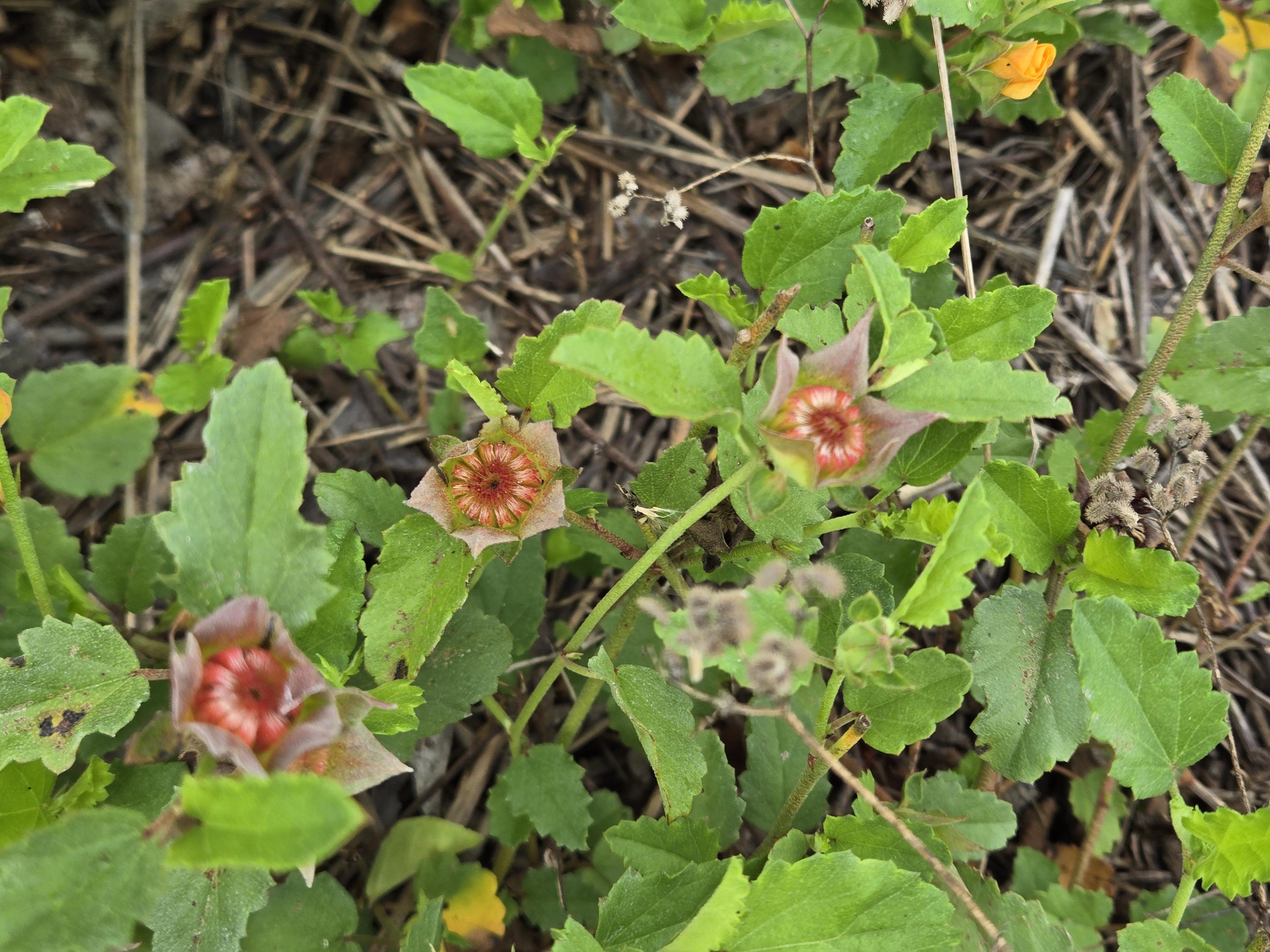 Malvastrum aurantiacum (Wright's False Mallow) Live Plant in 3.5" pot