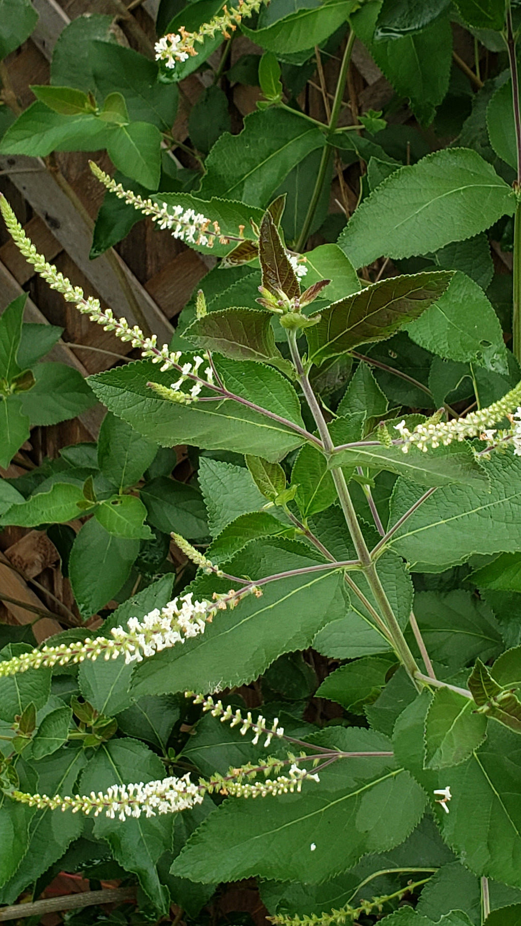 Aloysia virgata (Sweet Almond Bush) - 200 Seeds
