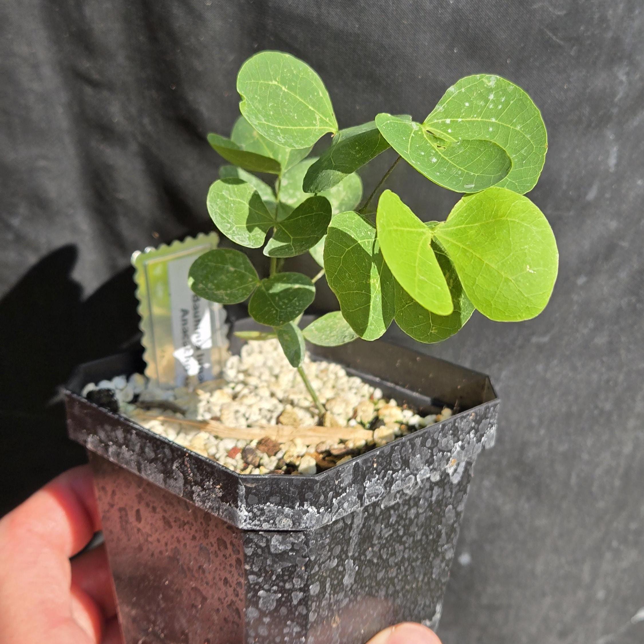 Bauhinia lunarioides (Anacacho Orchid) - Live Plant in 3.5" pot