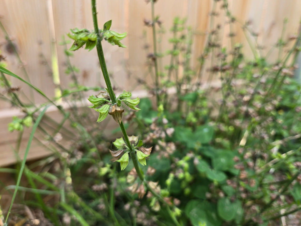 Salvia lyrata (Lyreleaf Sage) - 20 Seeds