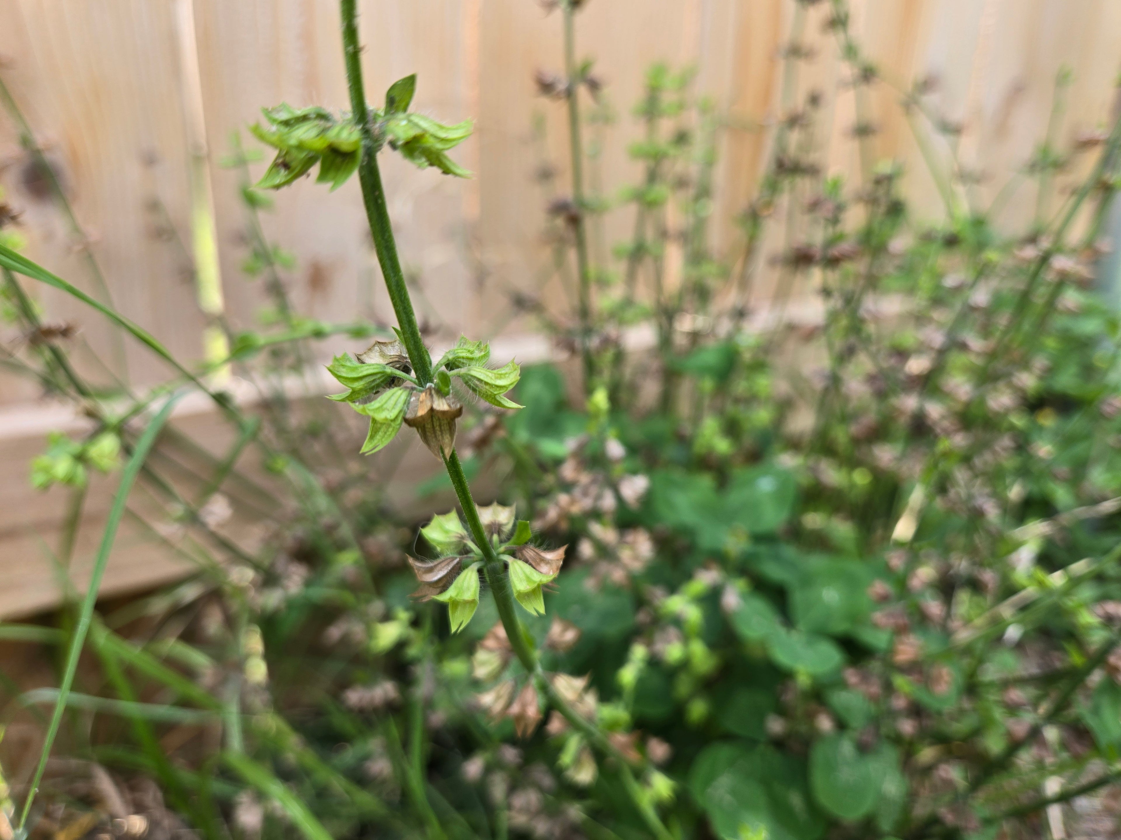 Salvia lyrata (Lyreleaf Sage) - 20 Seeds