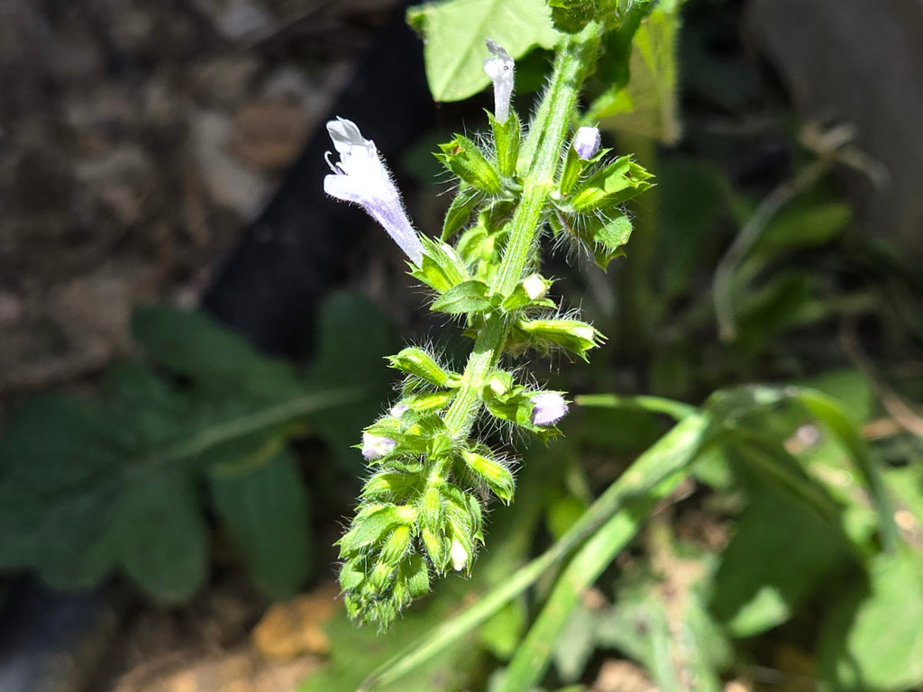 Salvia lyrata (Lyreleaf Sage) - 20 Seeds