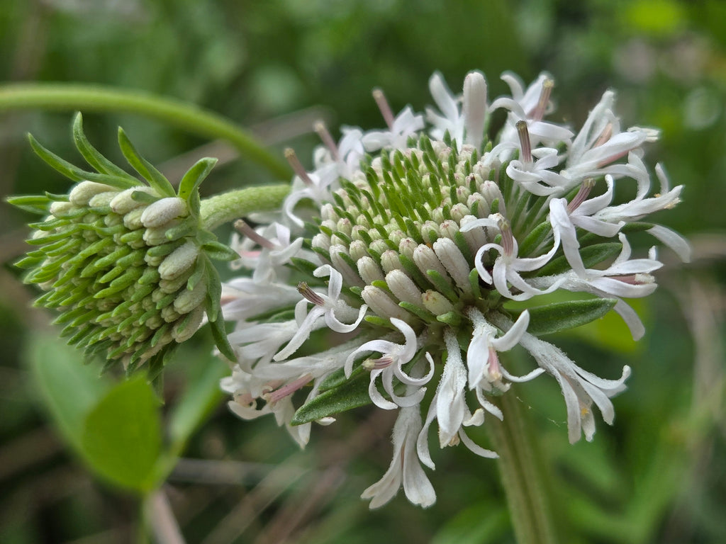 Marshallia caespitosa (Barbara's Buttons) Live Plant in 3.5" pot