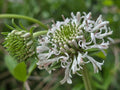 Marshallia caespitosa (Barbara's Buttons) Live Plant in 3.5" pot