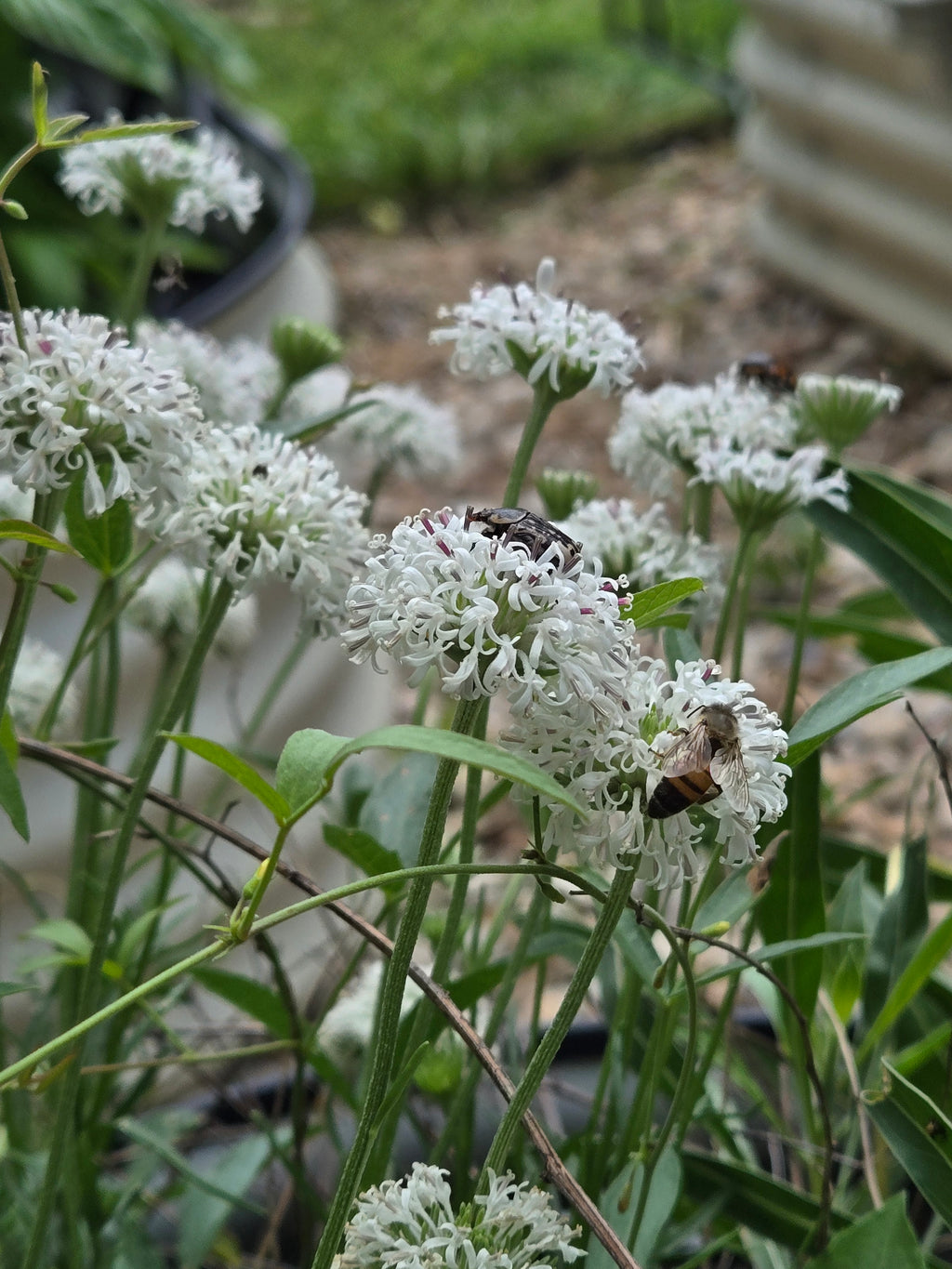 Marshallia caespitosa (Barbara's Buttons) Live Plant in 3.5" pot