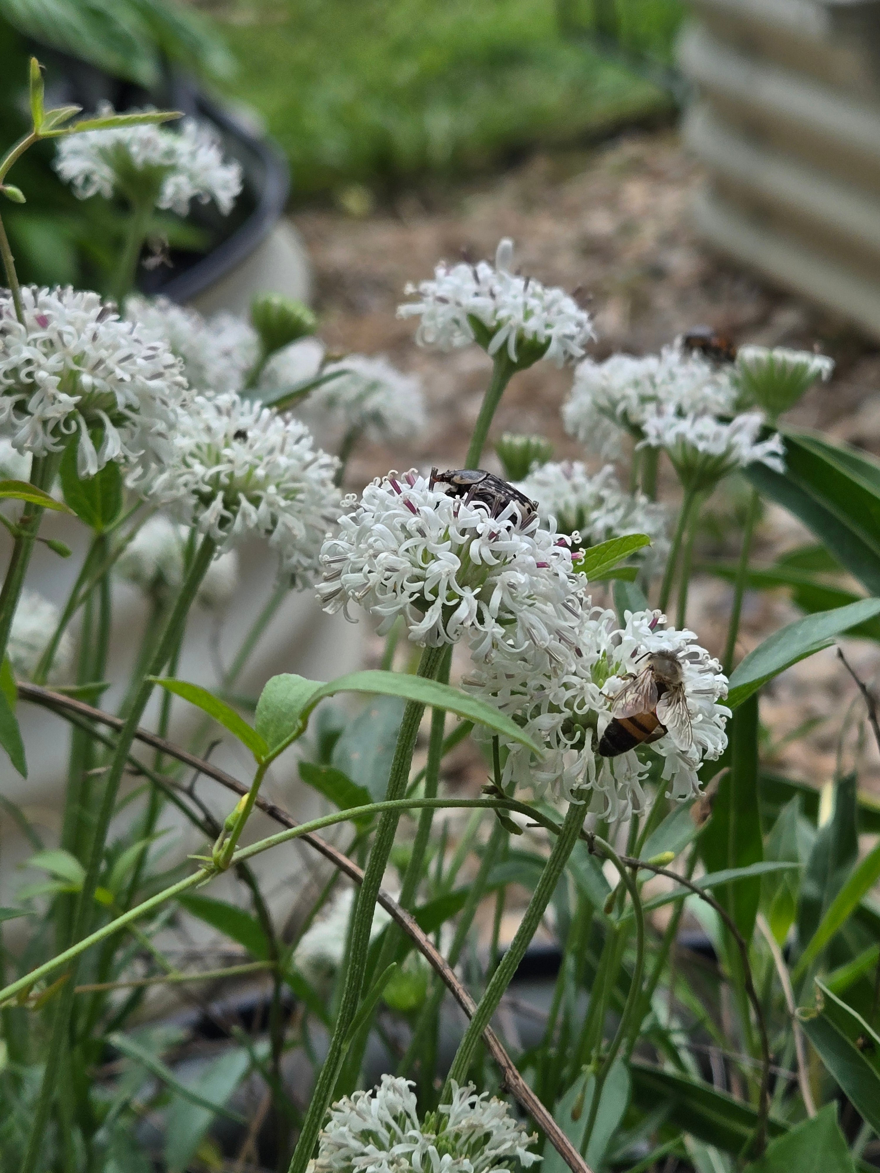 Marshallia caespitosa (Barbara's Buttons) Live Plant in 3.5" pot