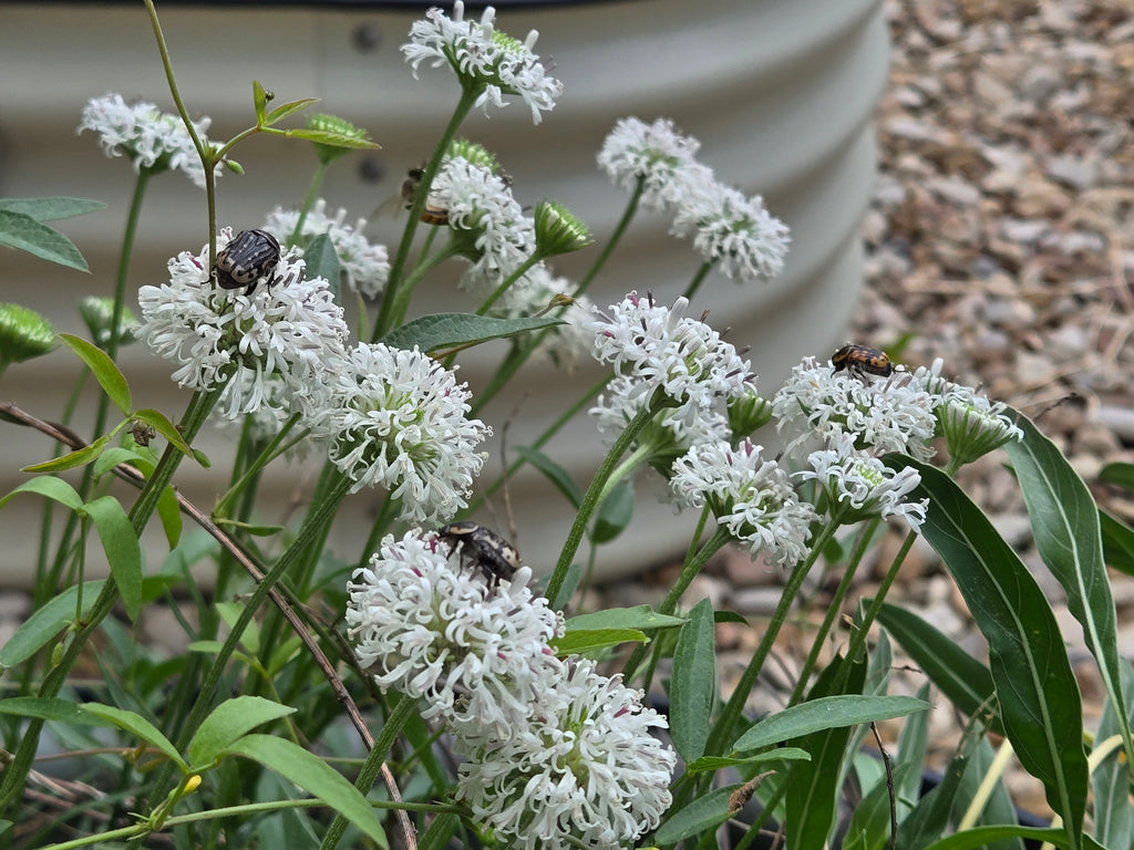 Marshallia caespitosa (Barbara's Buttons) Live Plant in 3.5" pot