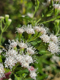 Ageratina havanensis (Shrubby Boneset) - 50 Seeds