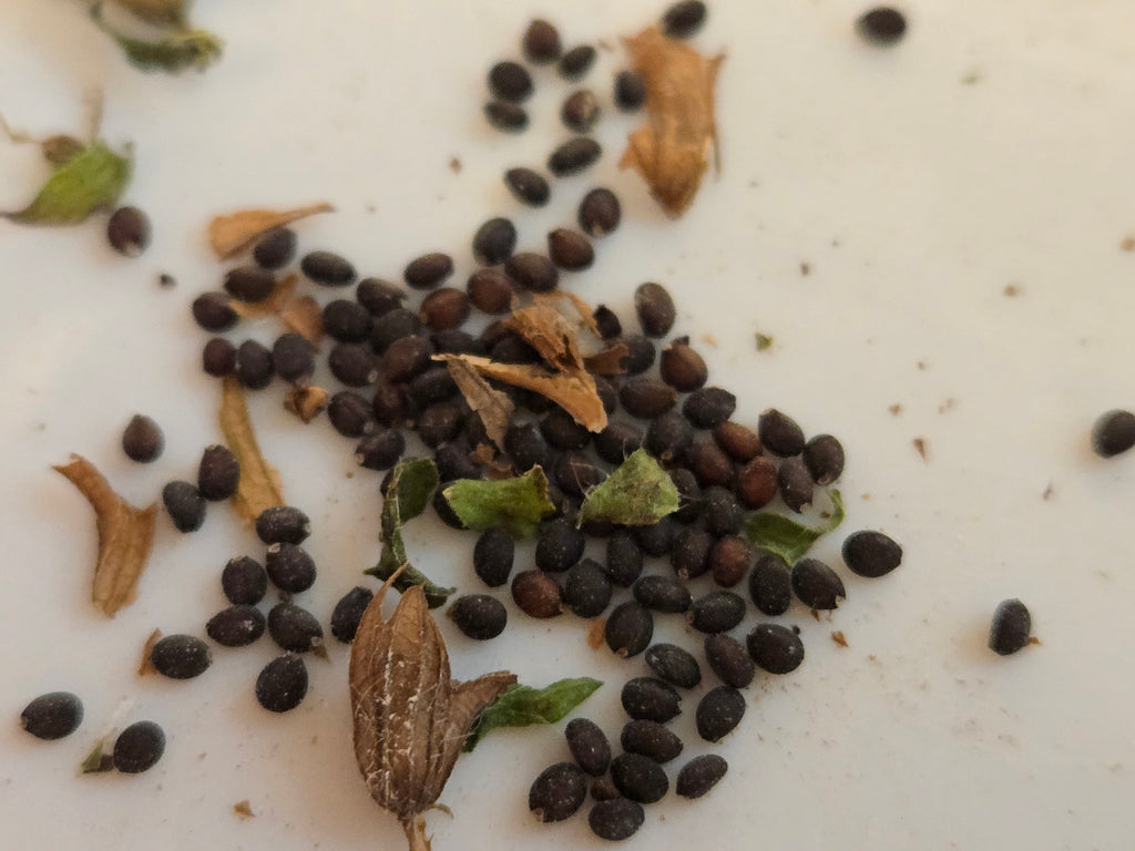 Salvia lyrata (Lyreleaf Sage) - 20 Seeds