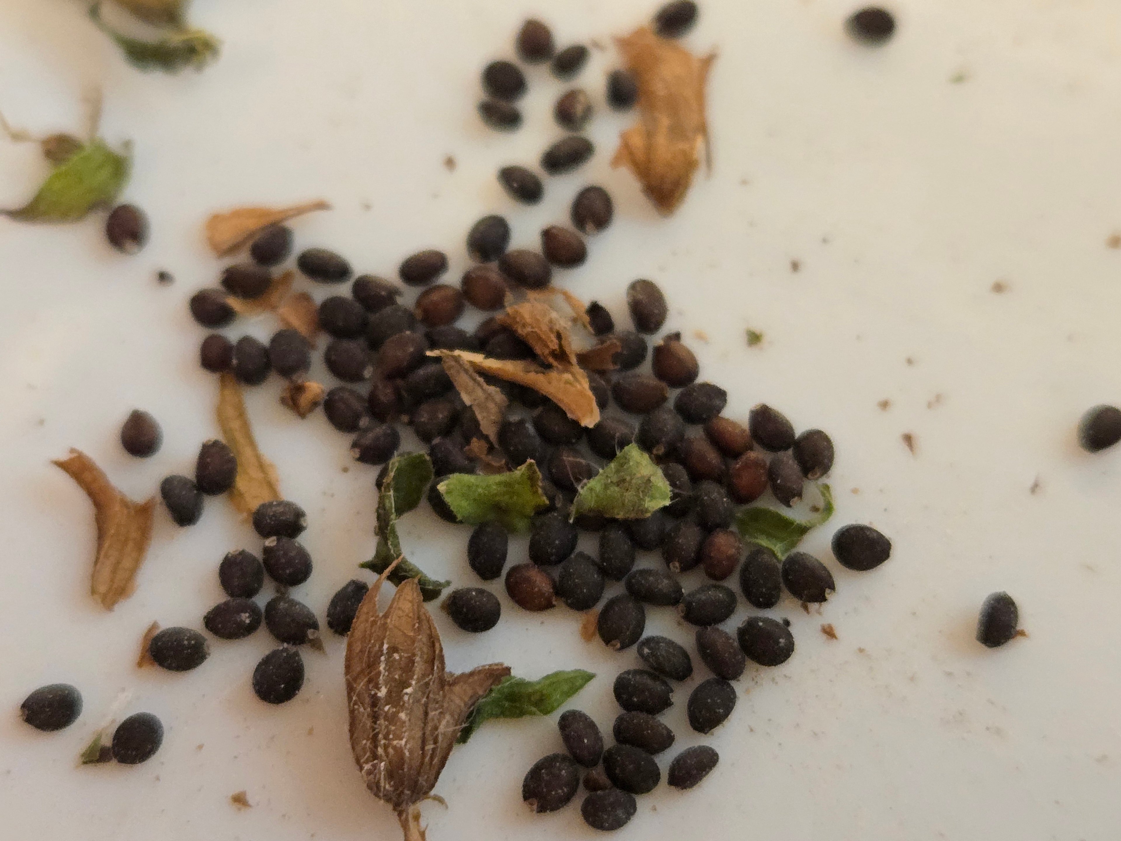Salvia lyrata (Lyreleaf Sage) - 20 Seeds