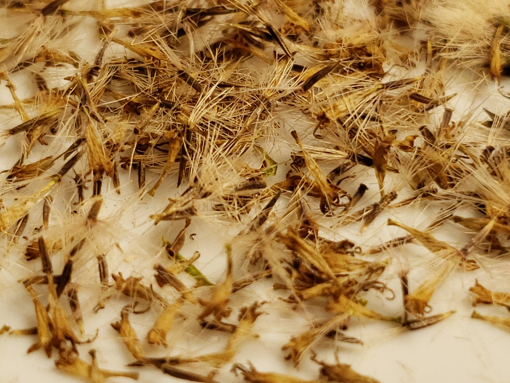 Ageratina havanensis (Shrubby Boneset) - 50 Seeds