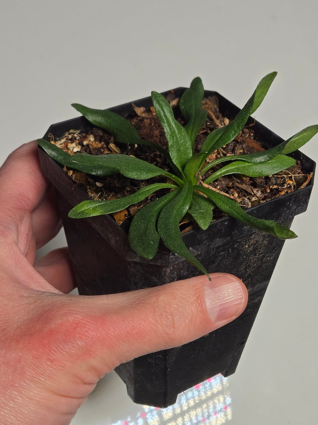 Marshallia caespitosa (Barbara's Buttons) Live Plant in 3.5" pot