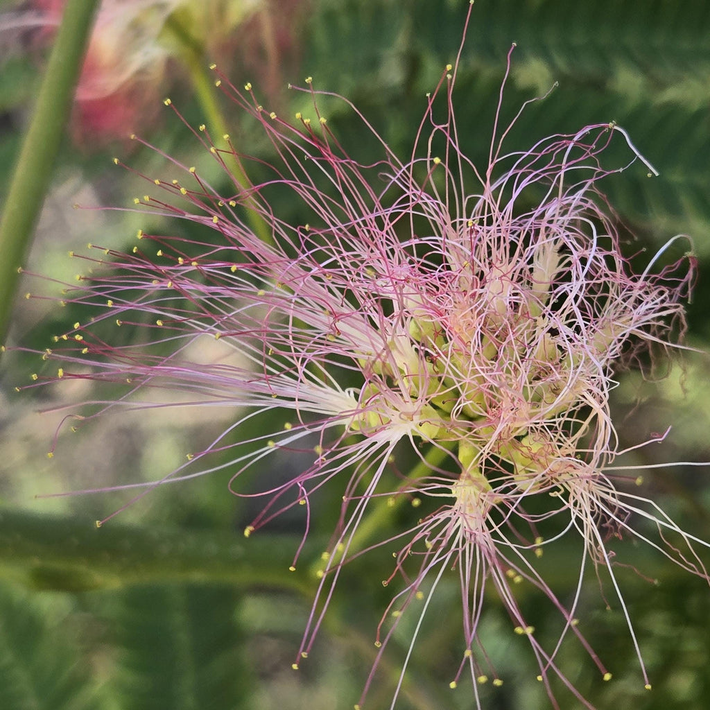 Albizia julibrissin (Persian Silk Tree) Ernest Wilson Variety - 10 Seeds