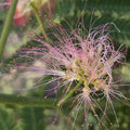 Albizia julibrissin (Persian Silk Tree) Ernest Wilson Variety - 10 Seeds