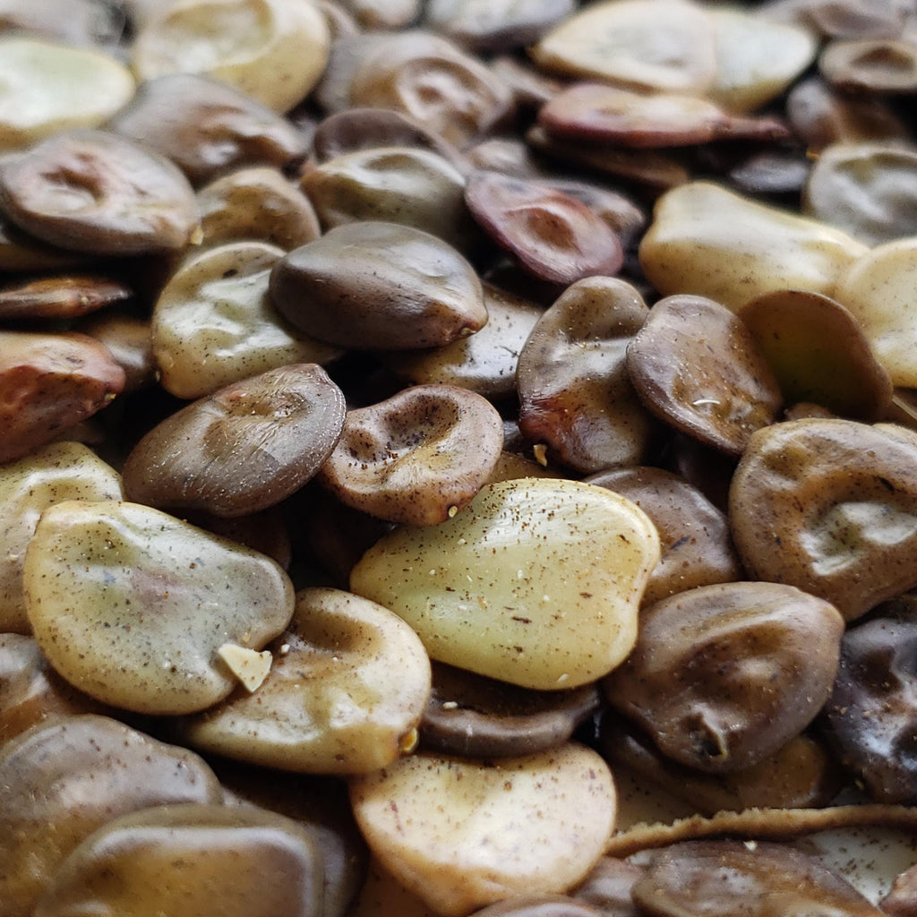 Erythrostemon gilliesii (Yellow Bird-of-Paradise Shrub) - 20 Seeds