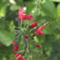 Salvia coccinea (Tropical Sage) - 50 Seeds